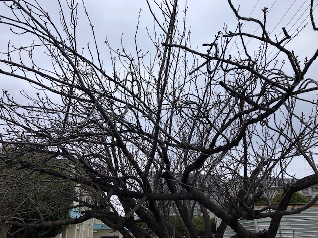 若松小学校の桜🌸