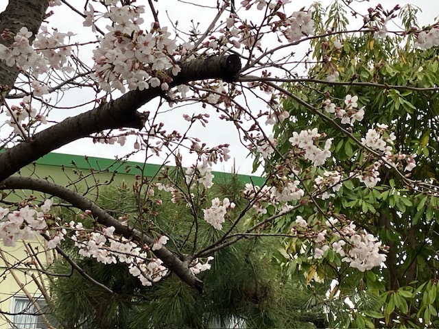 若松小学校の桜🌸