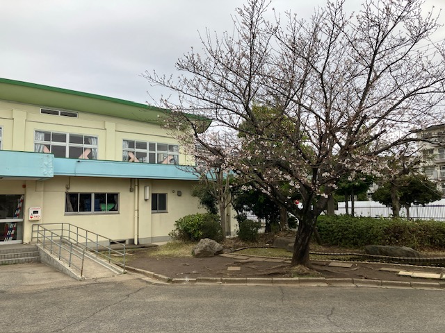 若松小学校の桜🌸