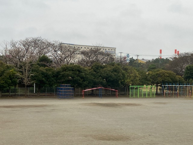 校庭と若松公園の桜