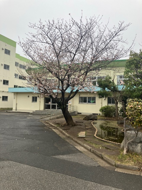体育館前の桜