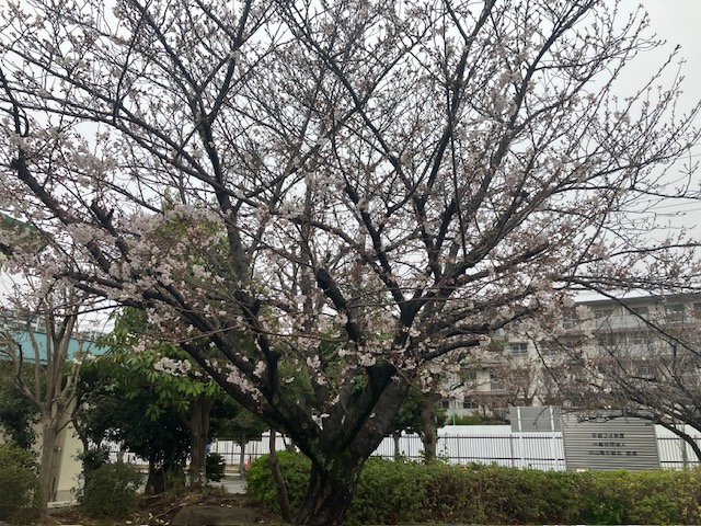 体育館前の桜