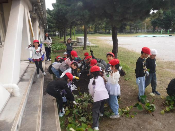 いも掘りをしよう＠1年生