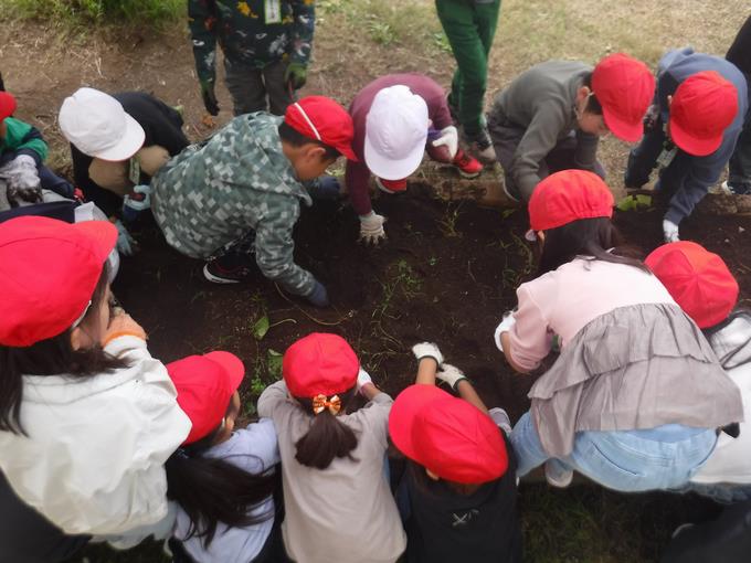 いも掘りをしよう＠1年生