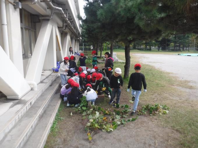 いも掘りをしよう＠1年生