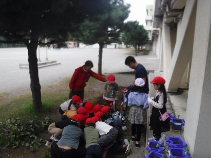 いも掘りをしよう＠1年生