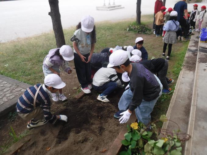 いも掘りをしよう＠1年生