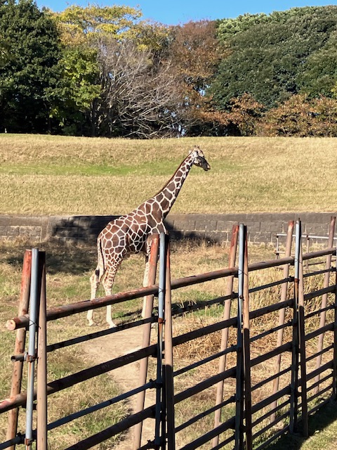 千葉市動物公園