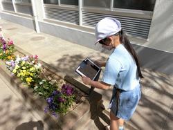 校庭の植物の写真を撮る