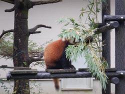 動物