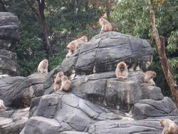 動物