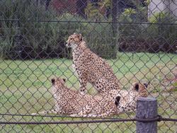 チーター