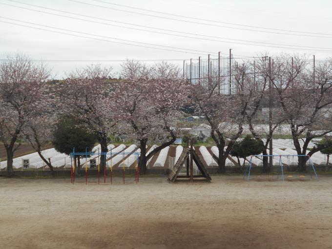 校庭の桜