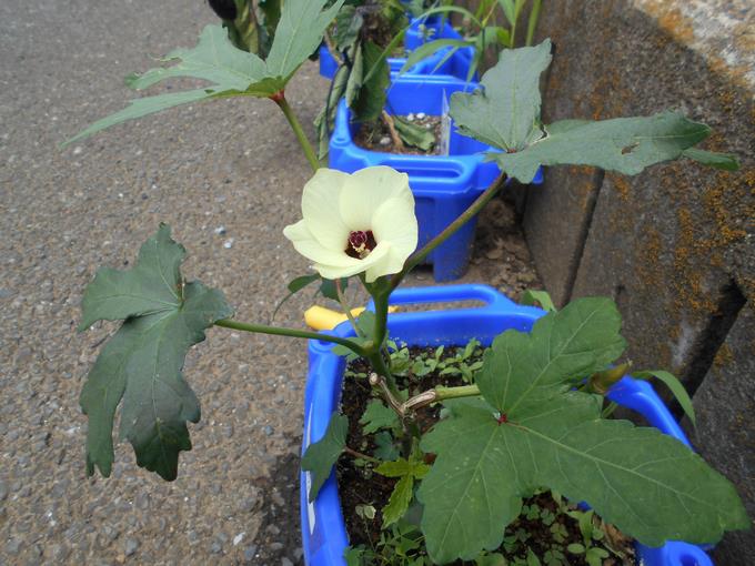 オクラの花