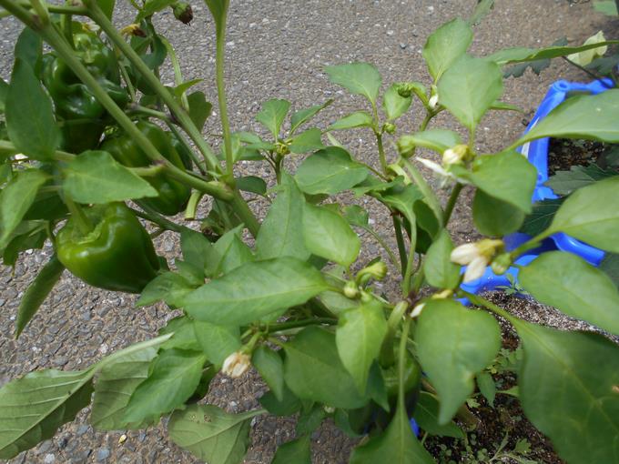 ピーマンの花