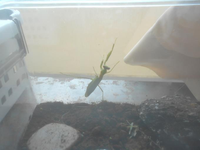 カマキリ