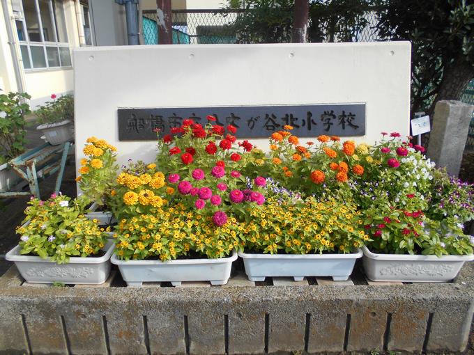 正門の花々①