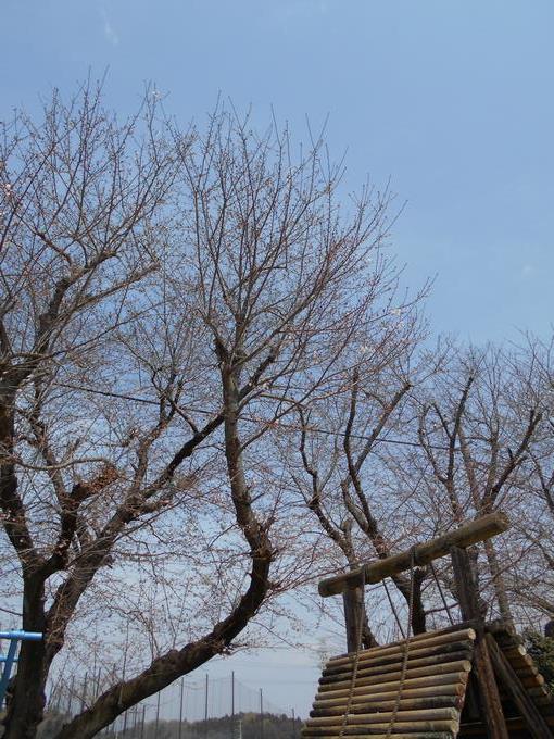 校庭の桜②
