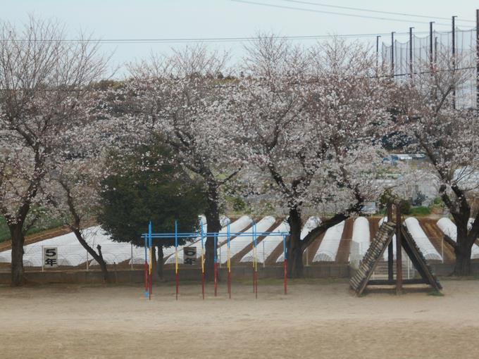 校庭の桜
