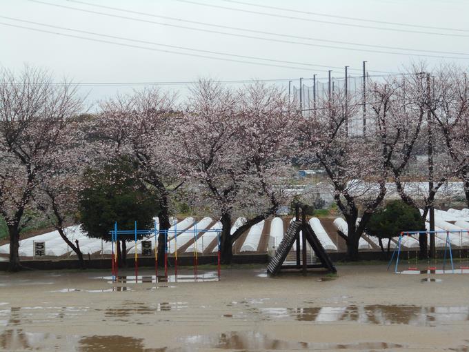 校庭の桜