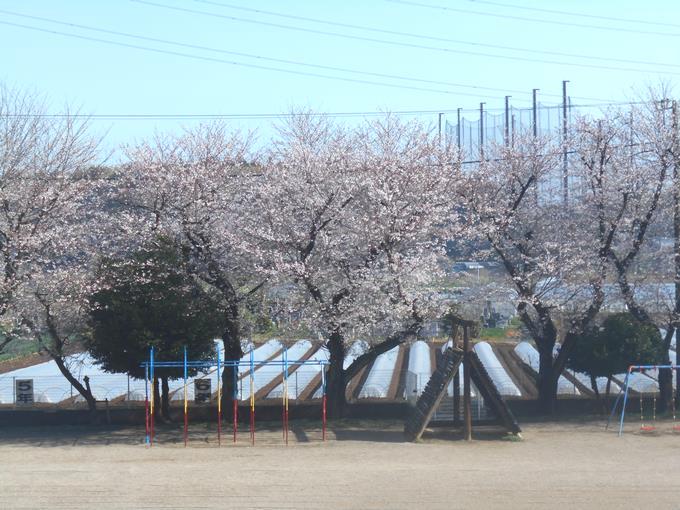 校庭の桜