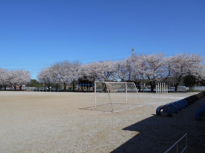 校庭の桜