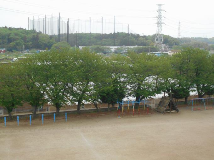 校庭の桜