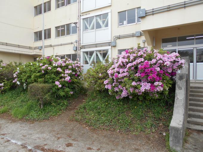 校庭のツツジ