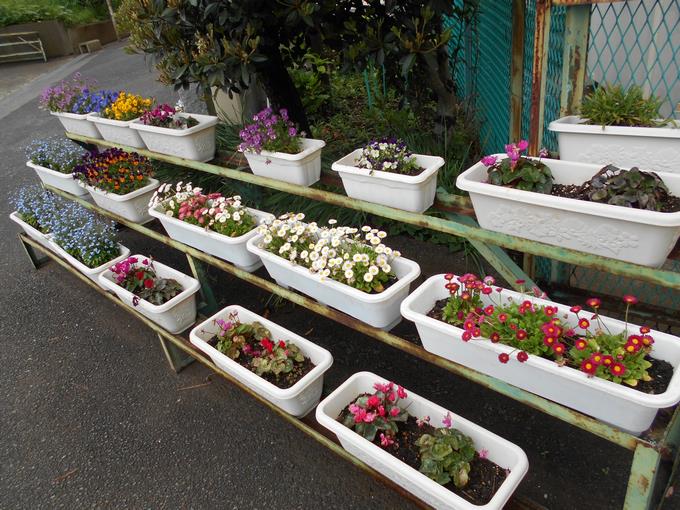 階段下の花々②