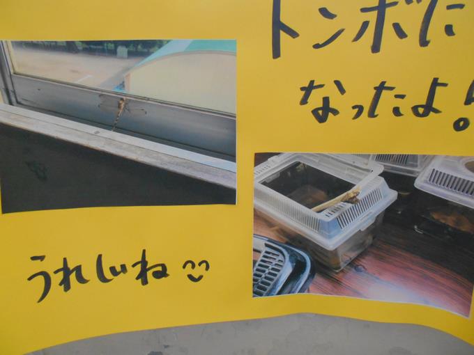 トンボになりました。