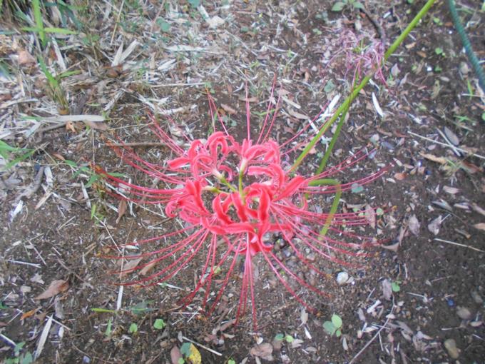 王子の森の彼岸花