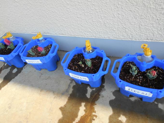 1年生「一人一鉢」チューリップ