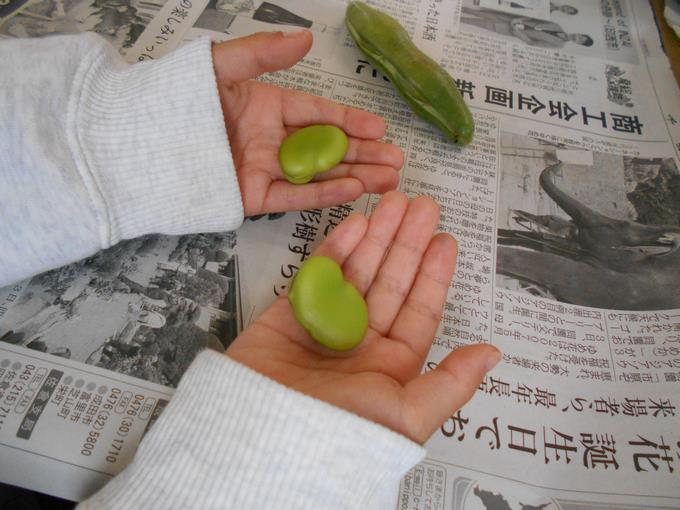 大きなそら豆