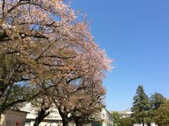 桜の花吹雪