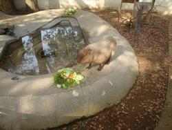 動物6