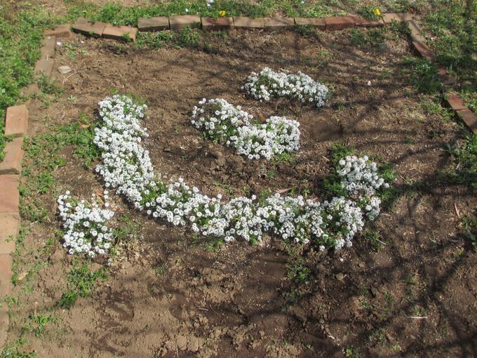 栽培委員が植えたアリッサム