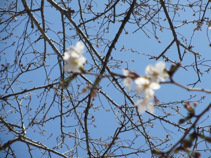 ソメイヨシノも咲き始めました