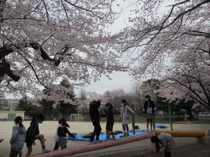 桜は薬小の自慢の一つです