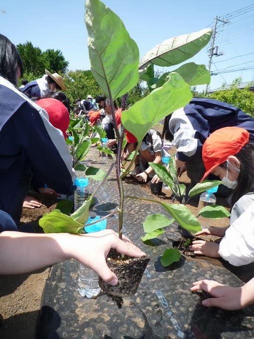 ていねいにまっすぐ植えよう