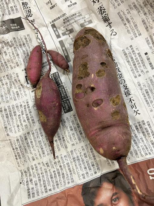 6年2組の迫力のある「サツマイモ」