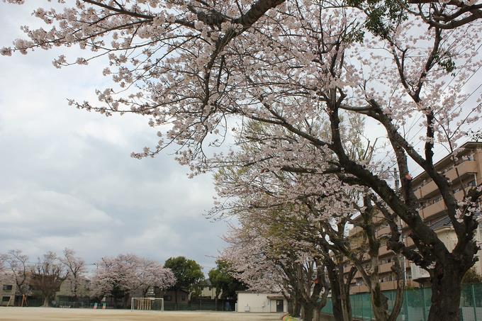 本校の桜の様子
