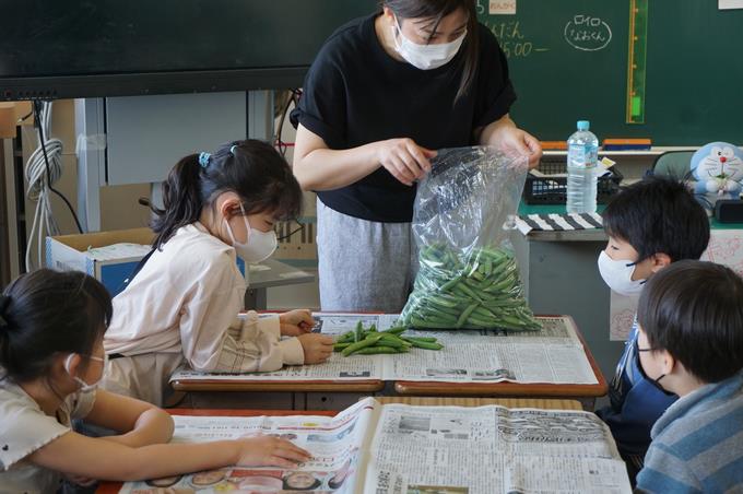 先生から配られたグリンピース、多い子は１２８粒もむきました。