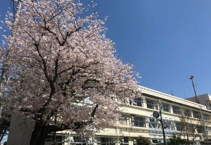 桜と校舎