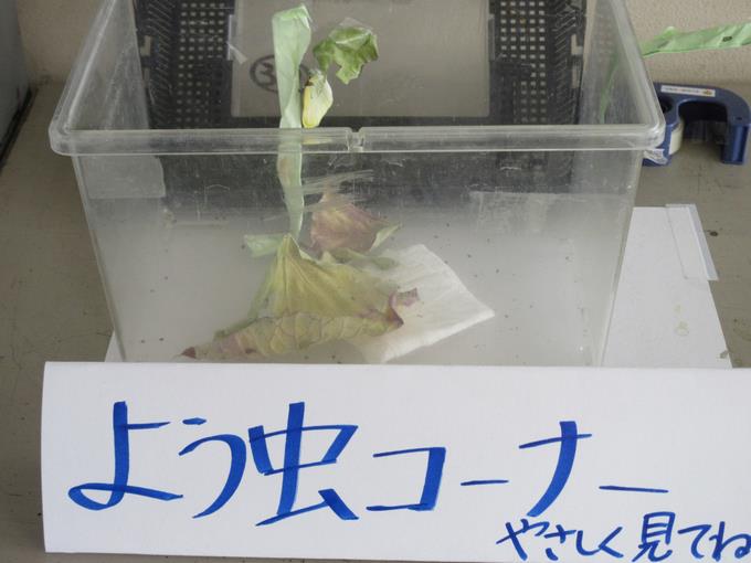 3年生 幼虫コーナー