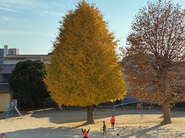 校庭の大銀杏