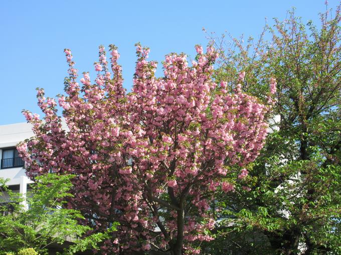 八栄小の「サトザクラ」