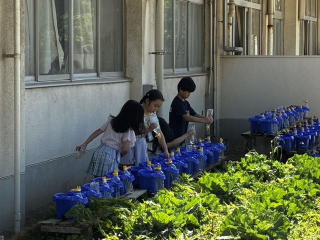 1年生「芽が出てきた！」