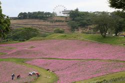 校外学習（マザー牧場花畑）