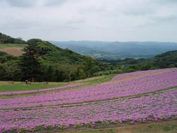 つつじ