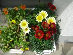 プランターの花